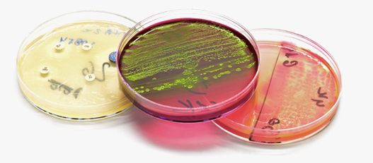 lab grown bacteria